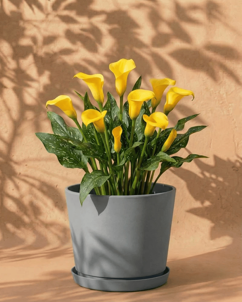 feey-amsterdam-calla-knollen-gelb-3-stk-au-enpflanze image 8