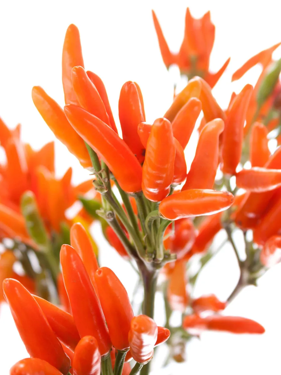 blumigo-herbstdeko-zierpaprika-topfpflanze-orange image 1