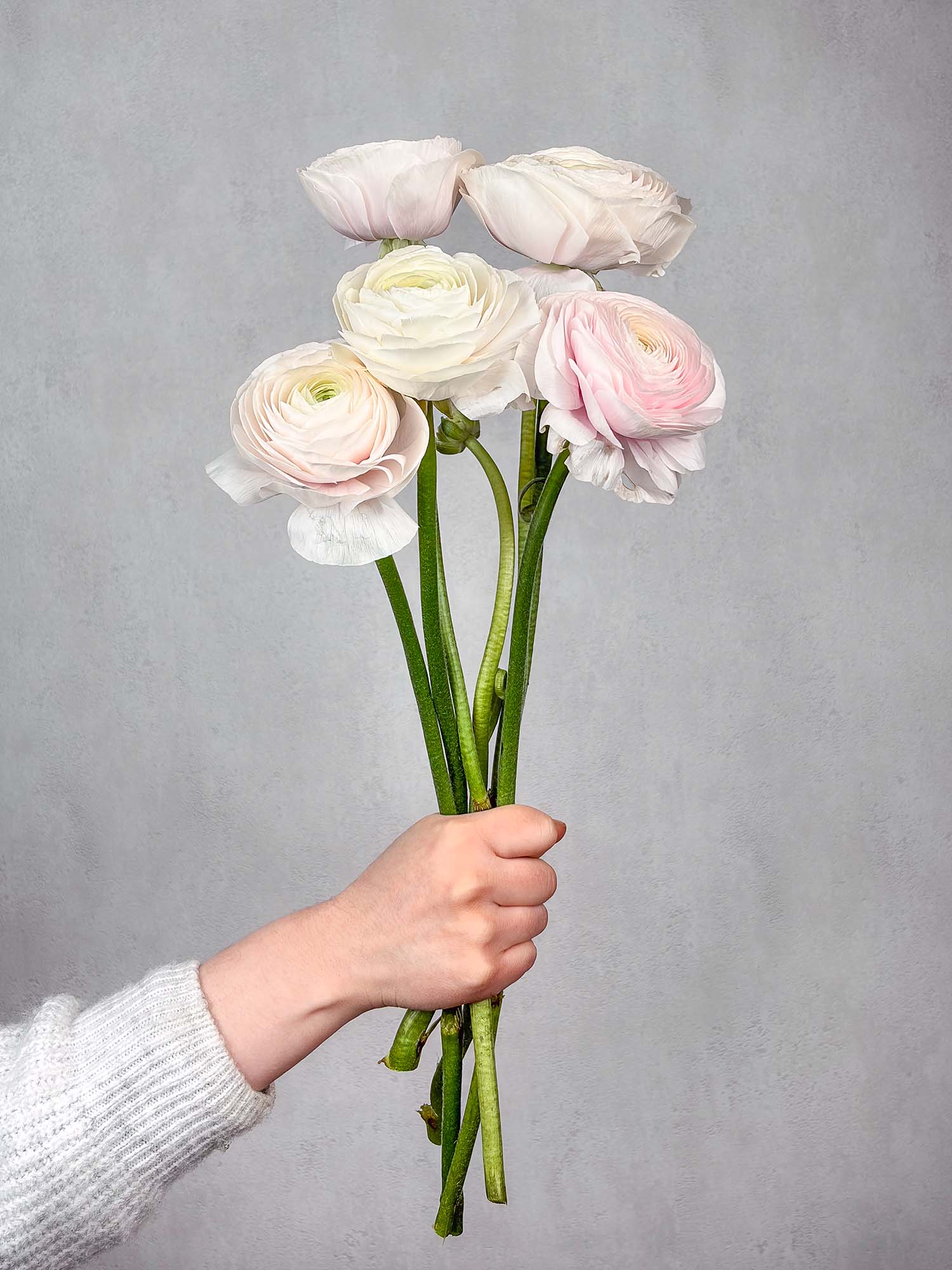 blumigo-ranunkeln-xl-cloni-hanoi-creme-rosa-schnittblume image 3
