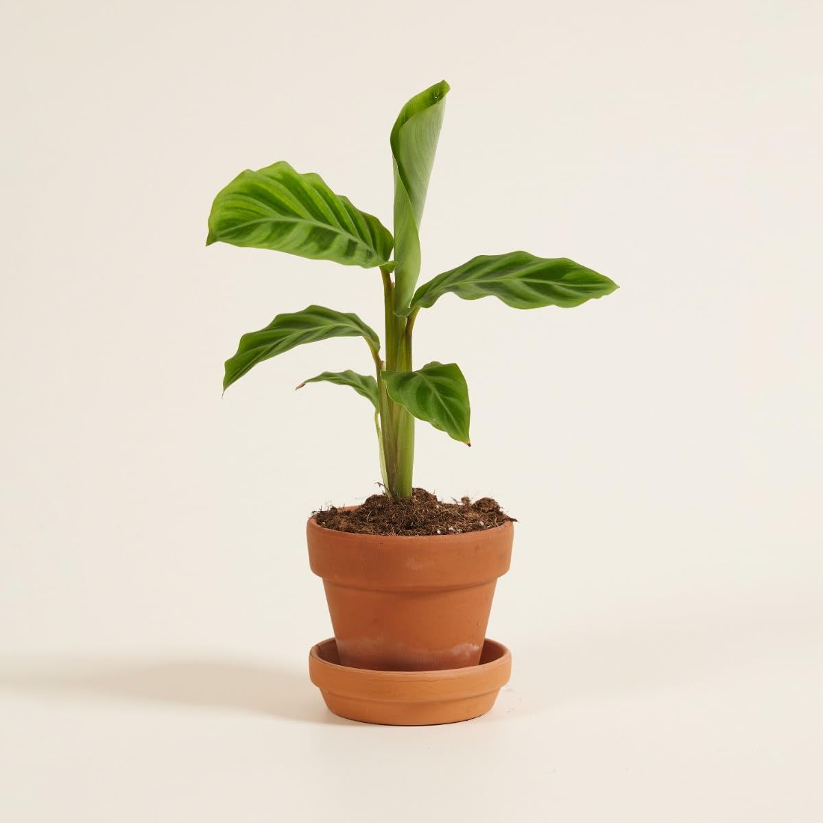plnts-babyplnts-calathea-zebrina-zimmerpflanze-15-cm-gebetspflanze image 6