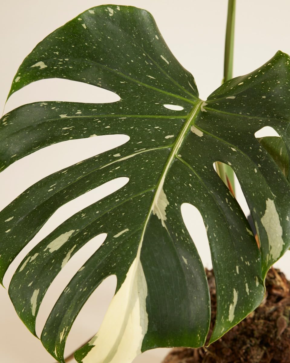 plnts-rareplnts-monstera-thai-constellation-60cm-15cm-topf image 3