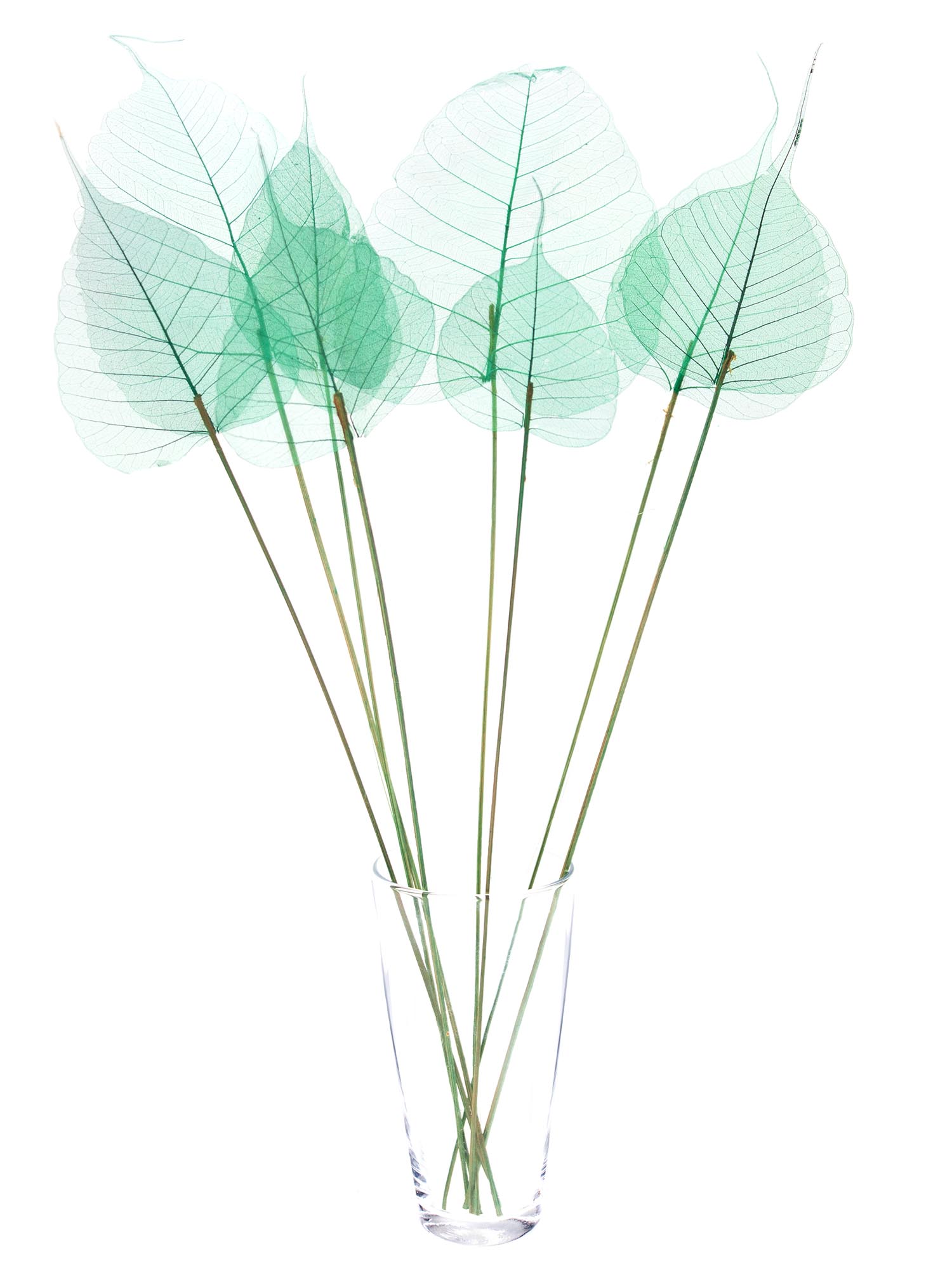 blumigo-trockenblumen-skelettbl-tter-bl-tter-gr-n image 2