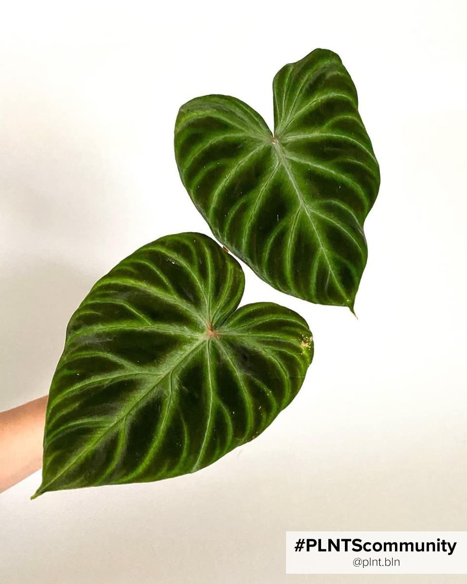plnts-rareplnts-philodendron-verrucosum-zimmerpflanze-12-cm-topf image 5
