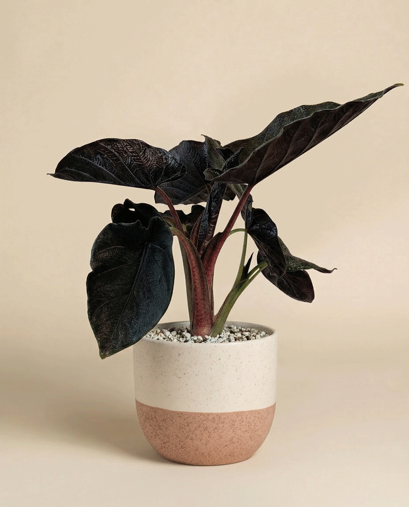 feey-alocasia-antoro-velvet-elefantenohr image 4