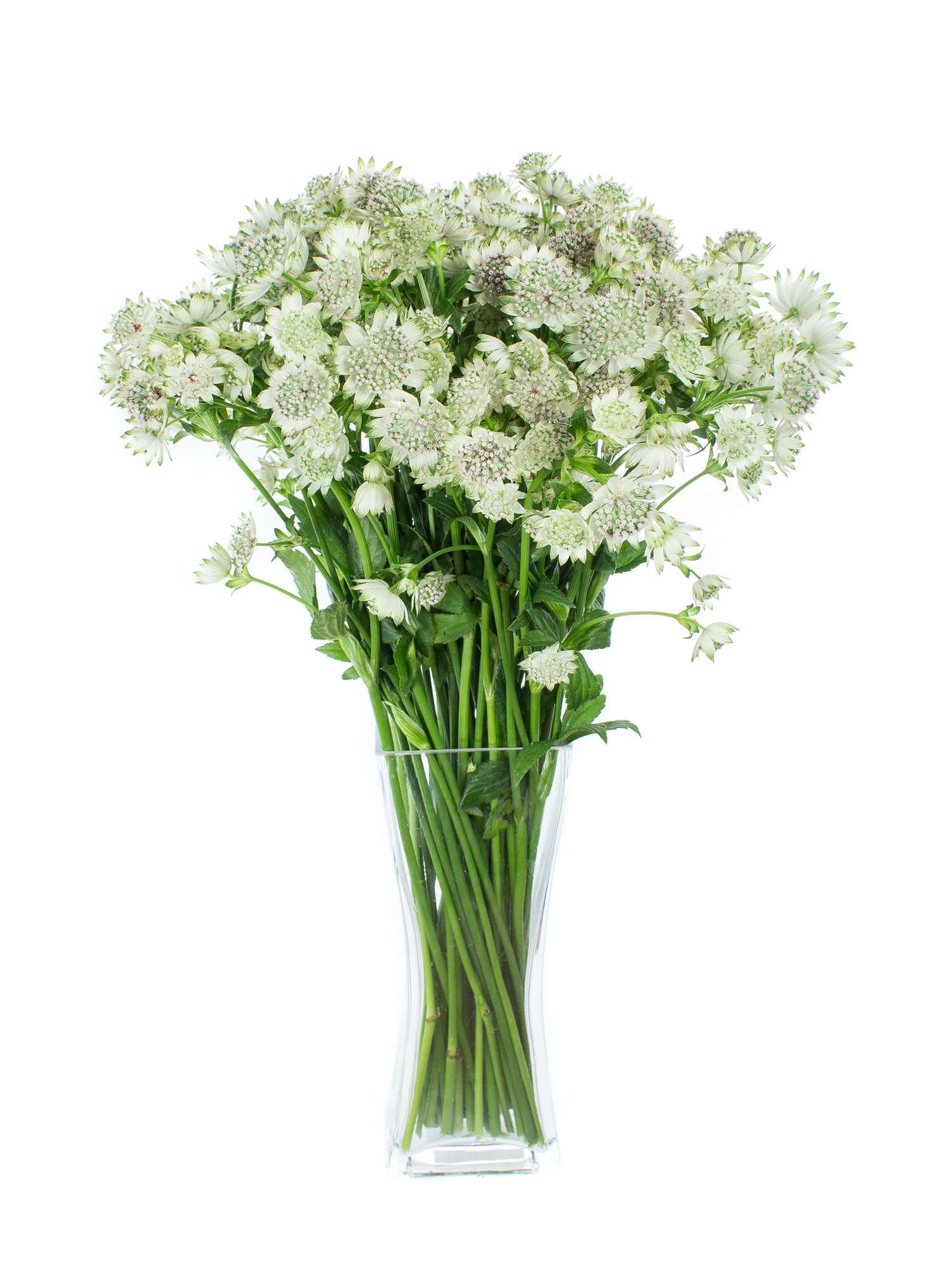 blumigo-blattwerk-astrantia-billion-stars-gr-n-silberne-sterndolde-stiel image 5