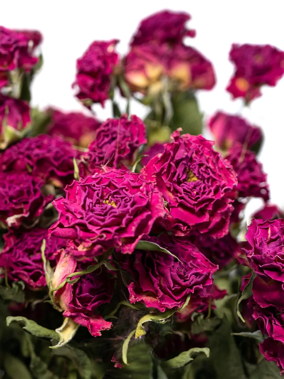 blumigo-trockenblumen-verzweigte-rosen-violett image 1