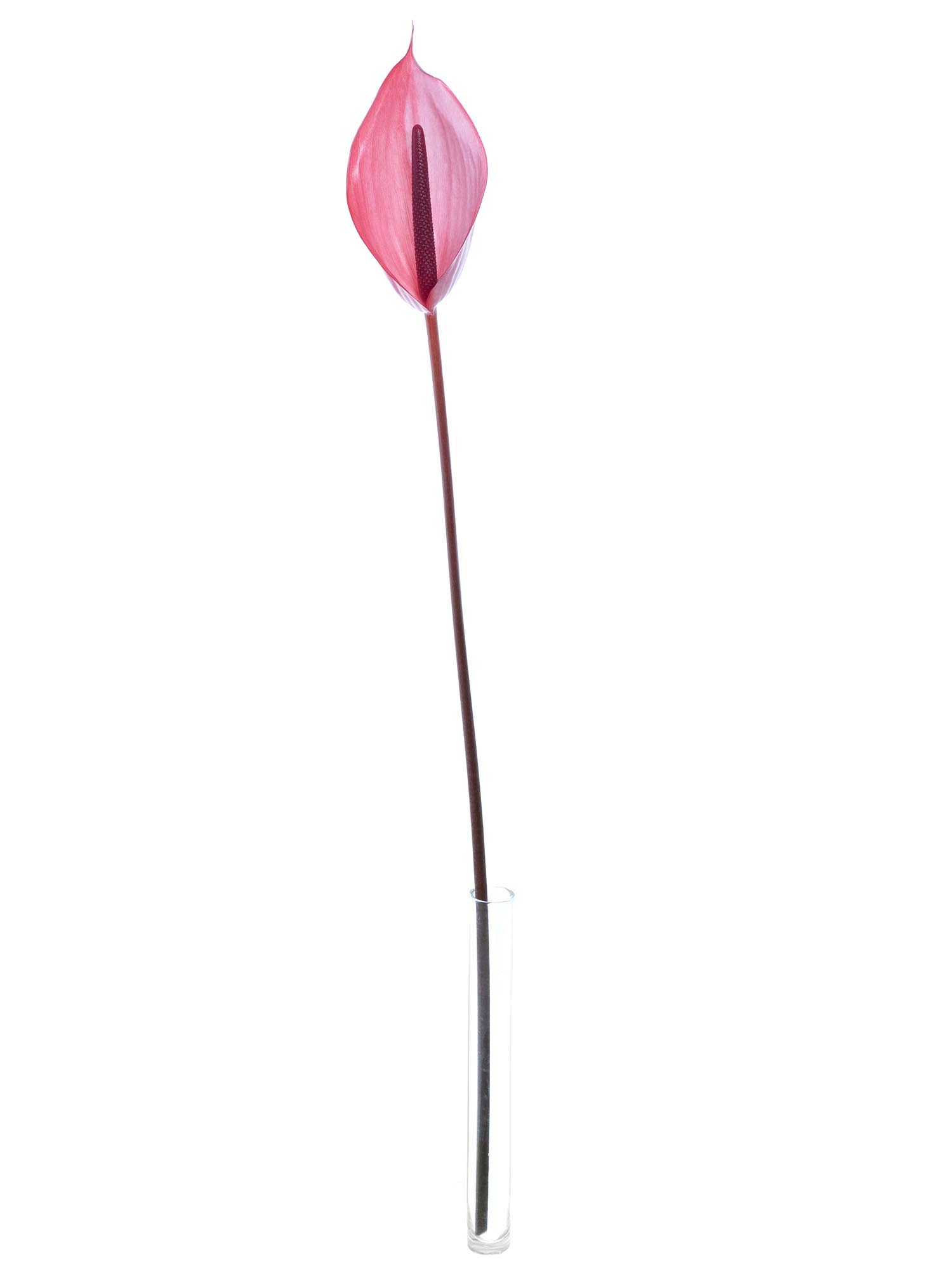 blumigo-blattwerk-und-bindegr-n-anthurie-xavia-schnittblume-pink image 3