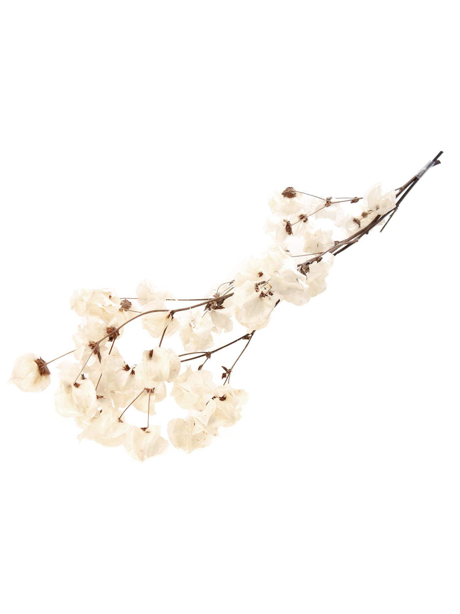 blumigo-trockenblumen-bougainvillea-drillingsblume-wei-gebleicht image 2