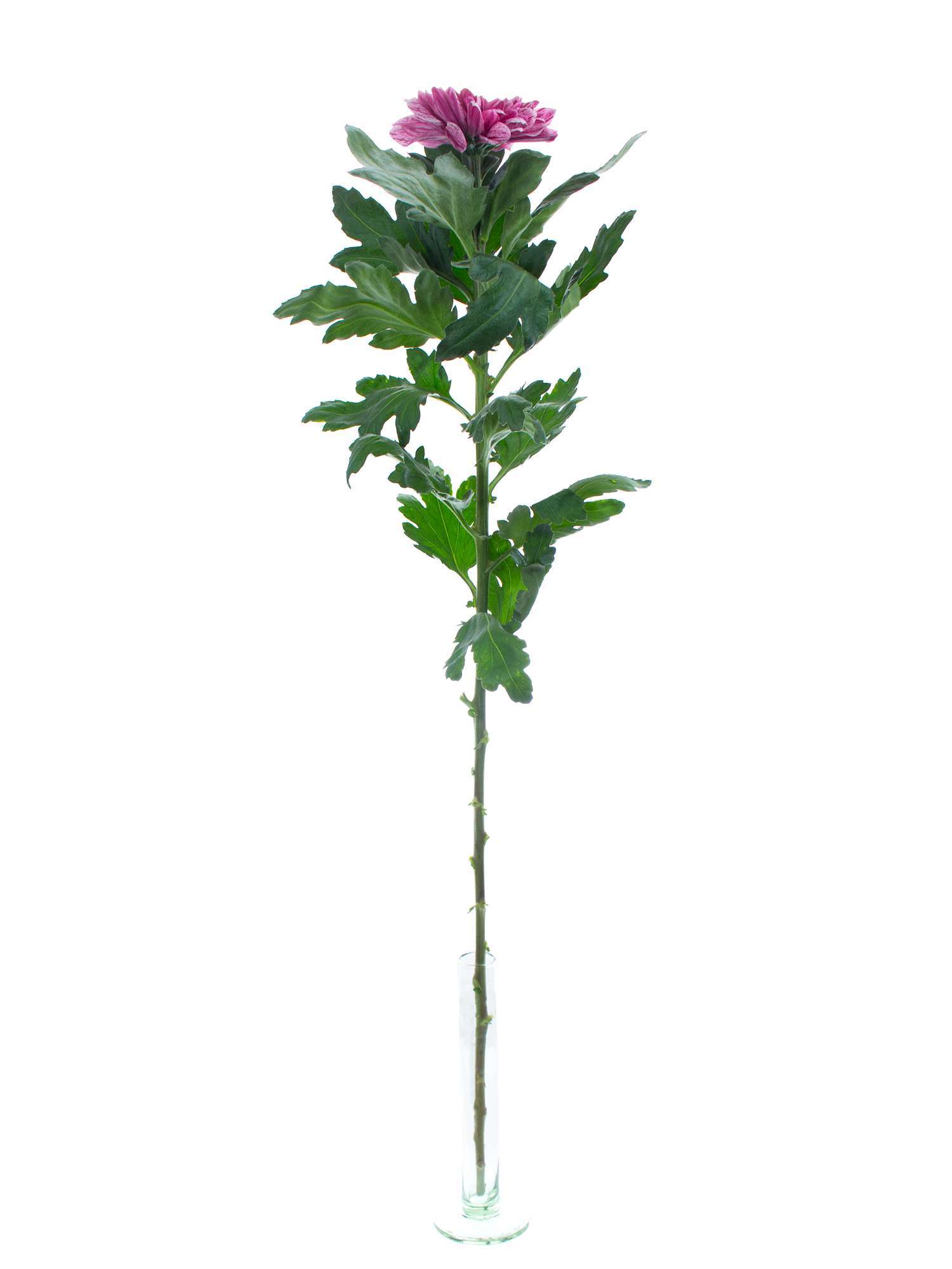 blumigo-chrysanthemen-pip-schnittblumen-pink-wei image 3