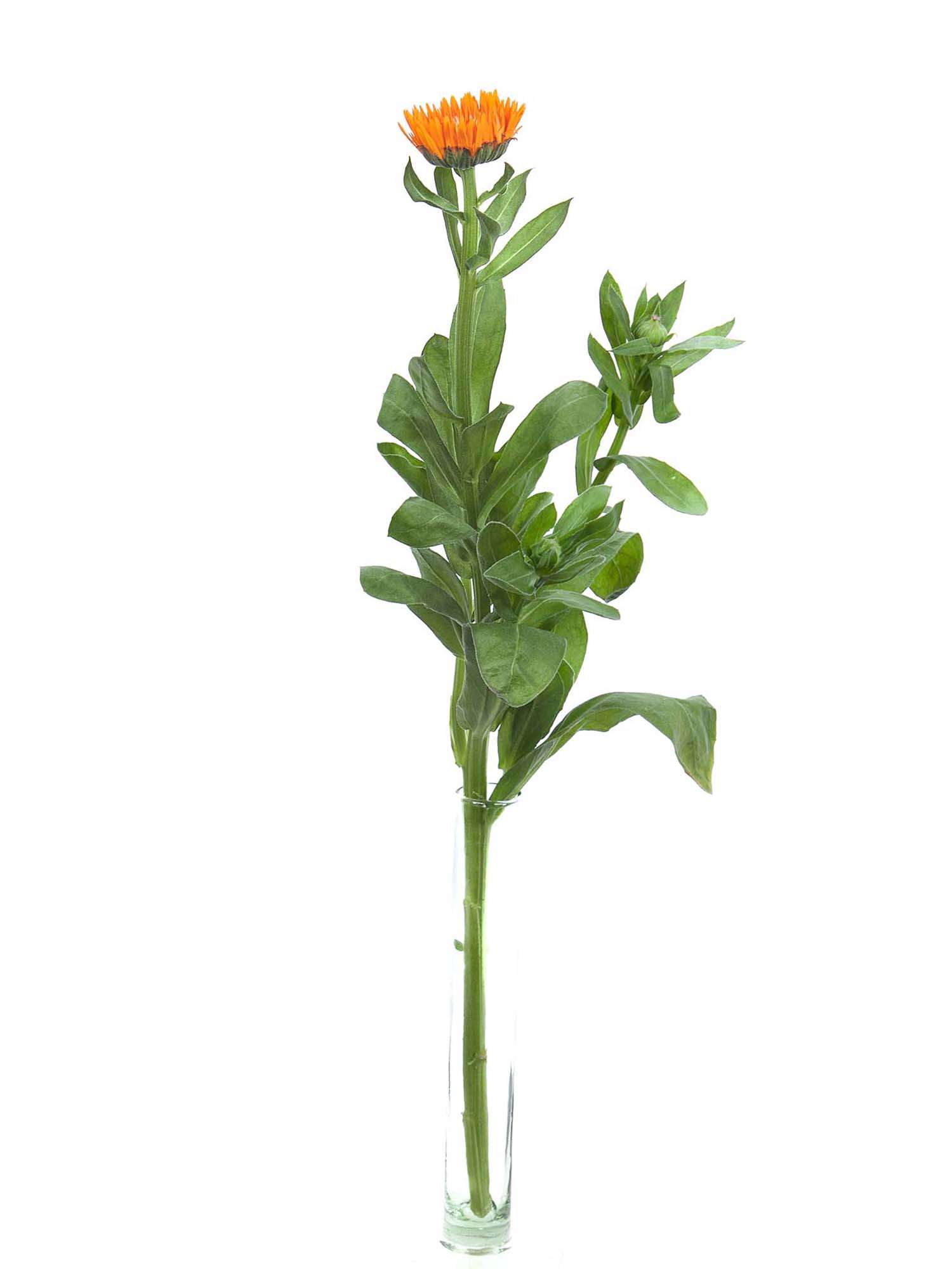 blumigo-blattwerk-calendula-ringelblumen-orange-schnittblume image 3