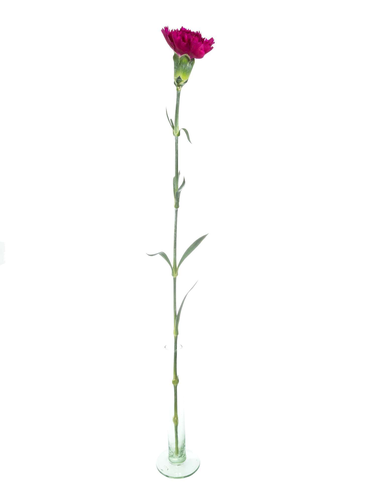 blumigo-nelken-ferieta-nelke-pink image 4