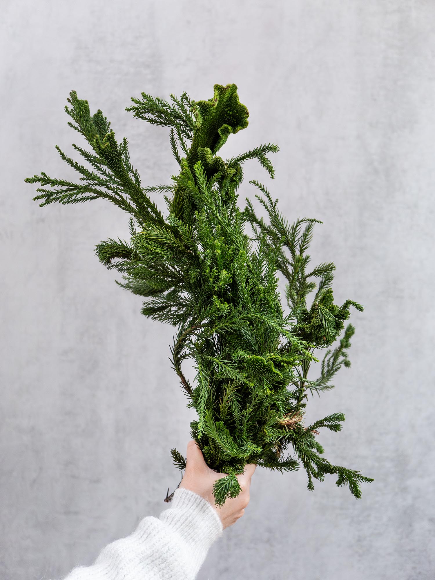 blumigo-cristata-kryptomerie-hahnenkamm-wintergr-n-bund image 1