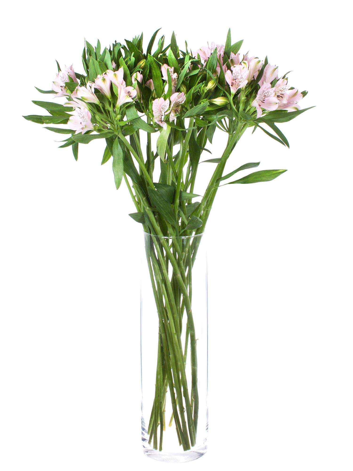 blumigo-alstr-merien-pink-floyd-schnittblumen-rosa image 2