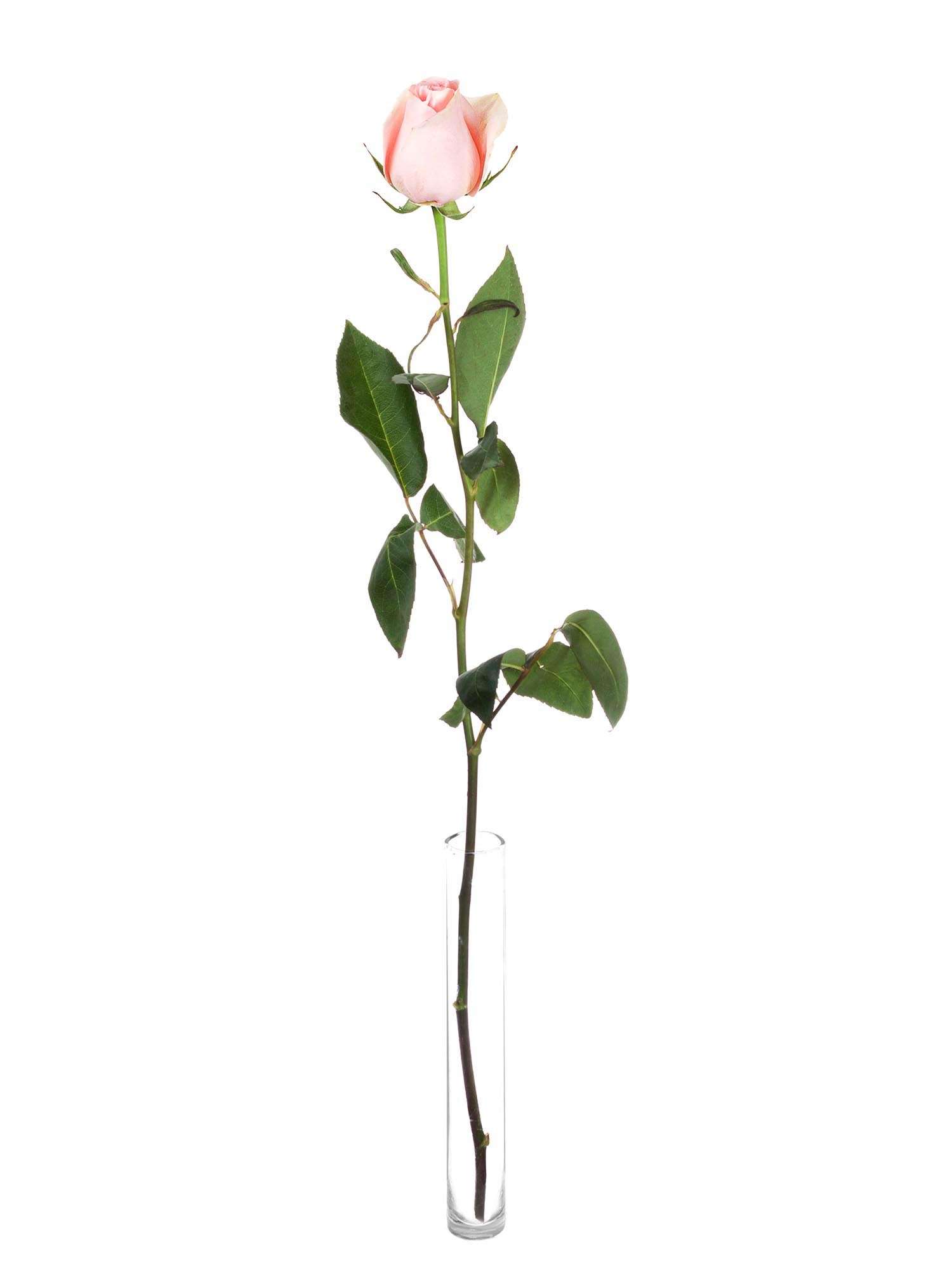 blumigo-rosen-luisiana-rosa-rose image 3