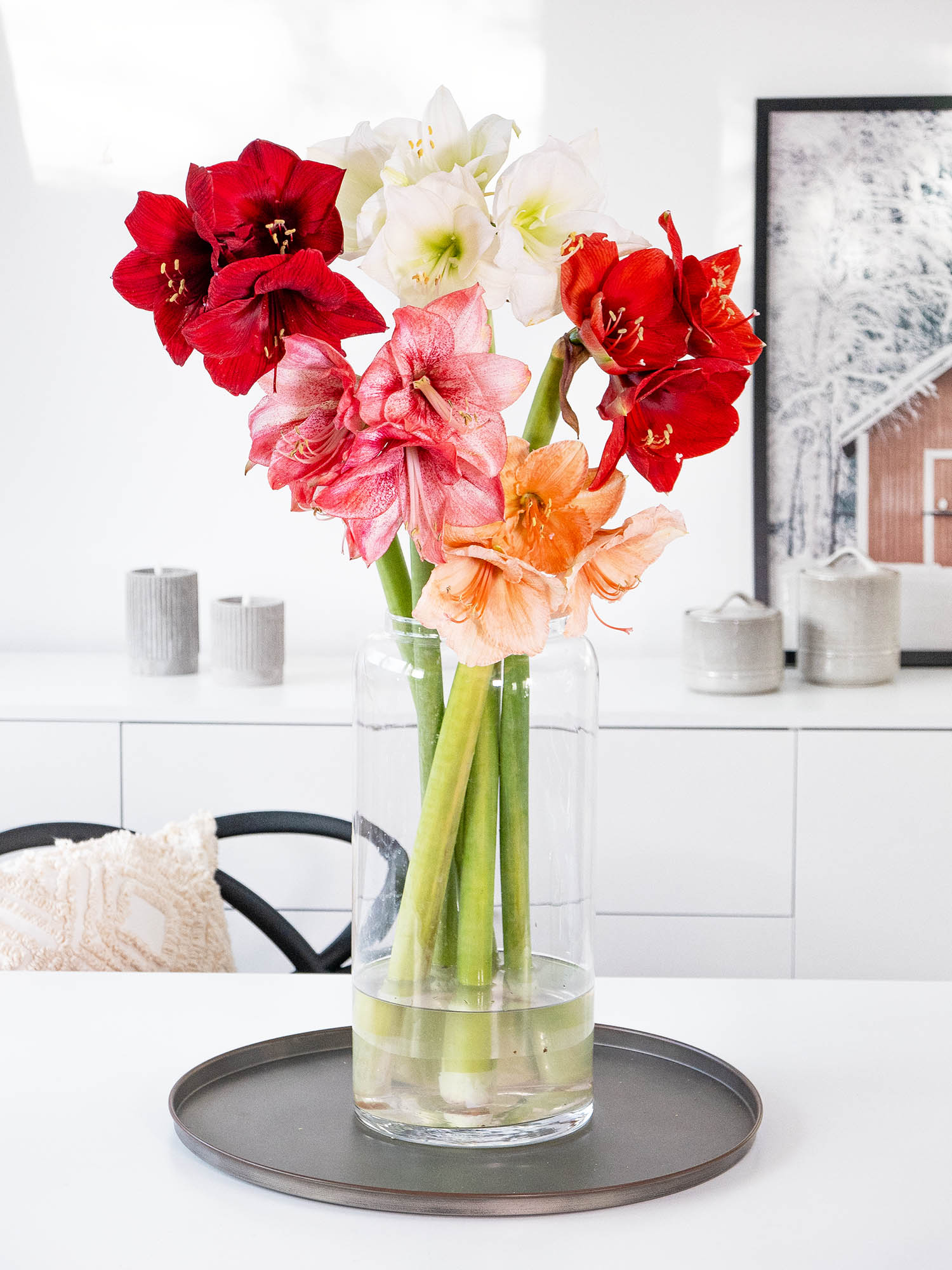 blumigo-amaryllis-berraschungsmix-blumenzwiebeln-5-st-ck image 2