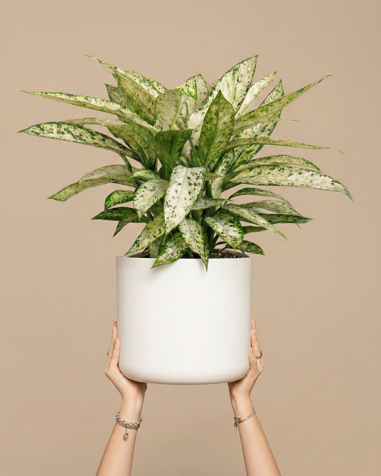 feey-variado-dieffenbachia-vesuvius-zimmerpflanze-gro image 1