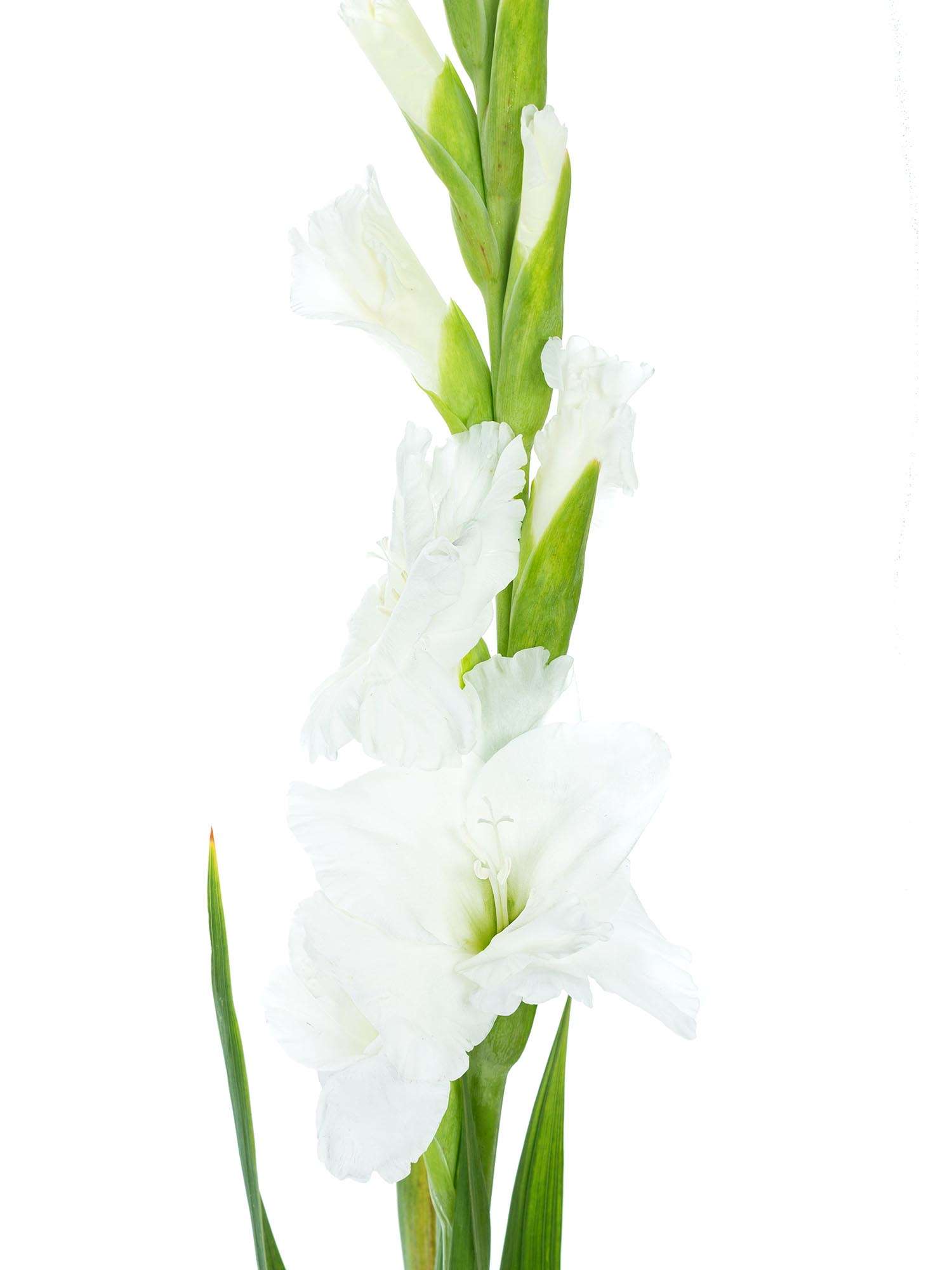 blumigo-gladiolen-essential-schnittblume-wei-stiel image 3