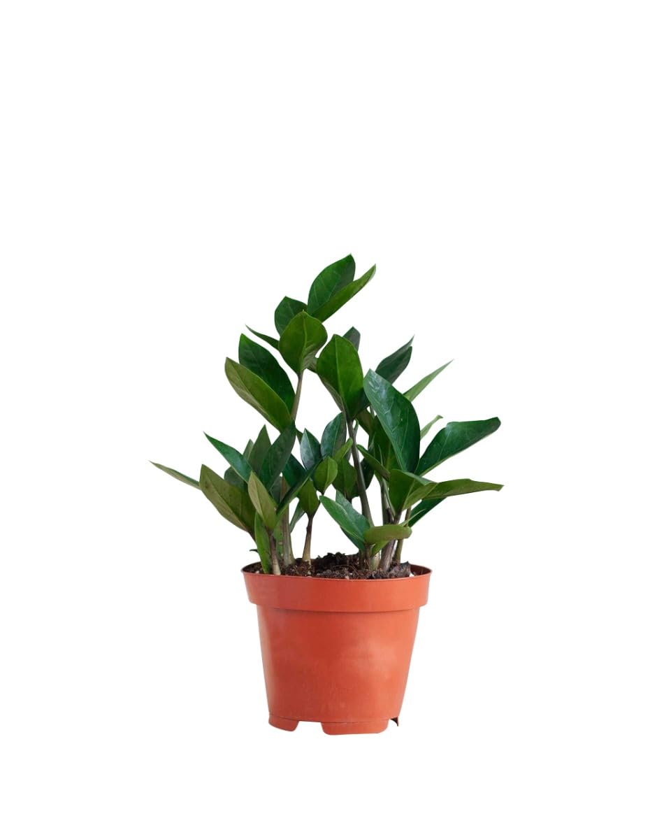 plnts-rareplnts-zamioculcas-zamiifolia-zimmerpflanze-35-cm-gl-cksfeder image 7