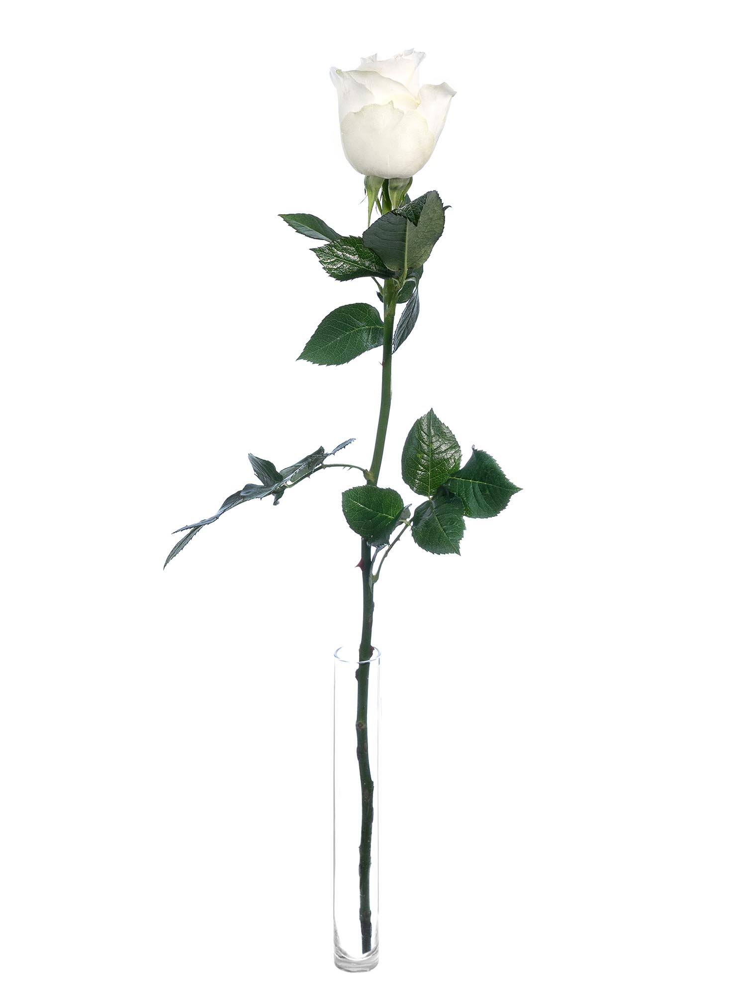 blumigo-rosen-proud-wei-e-rose-einzeln-frisch image 3