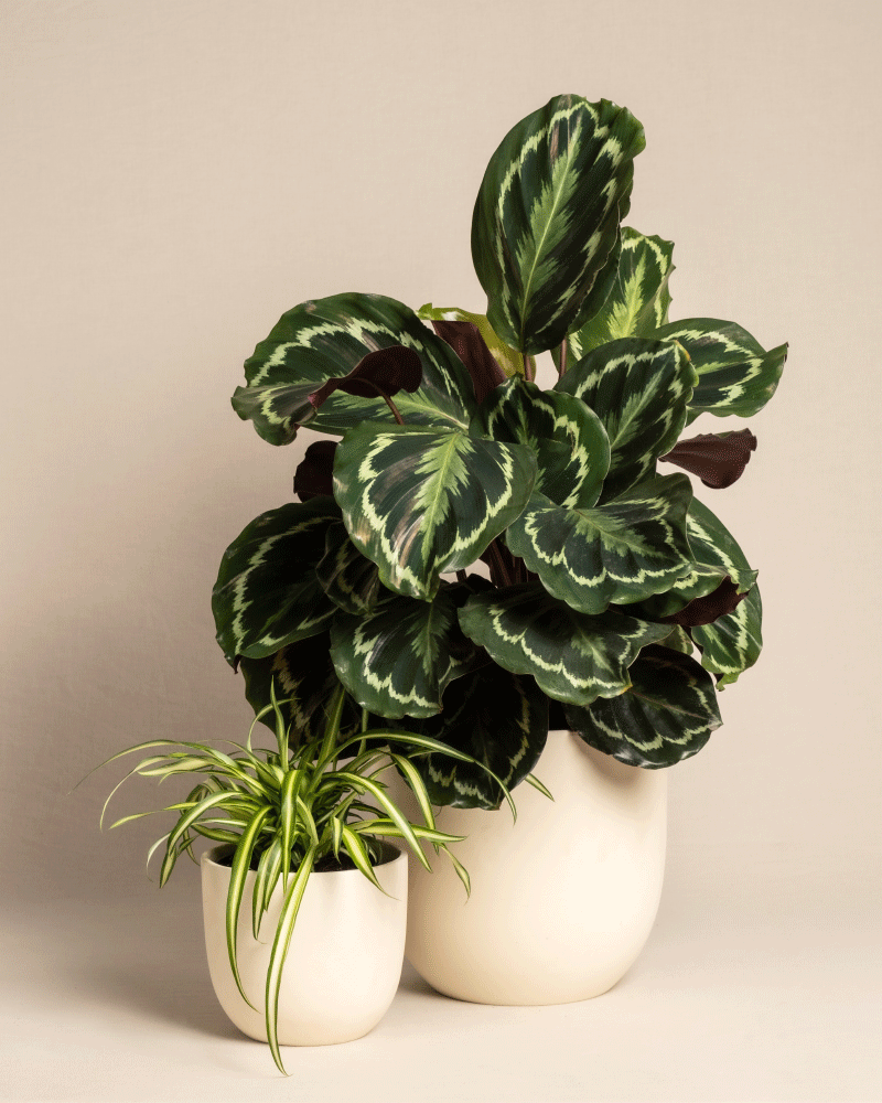 feey-variado-kinderfreundliches-duo-calathea-roseoptica-und-gr-ne-gr-nlilie-ohne image 6