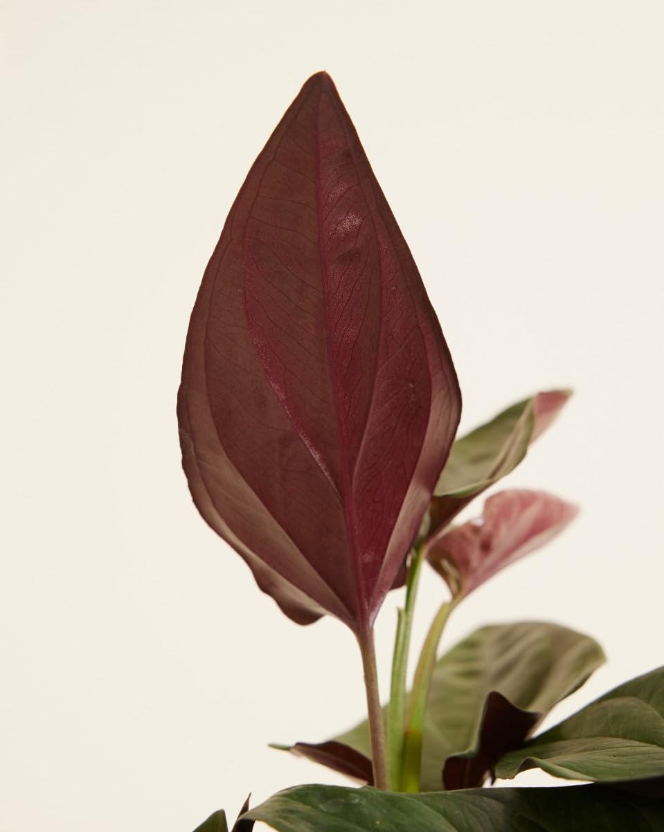 plnts-rareplnts-syngonium-red-arrow-purpurtute-12cm image 4