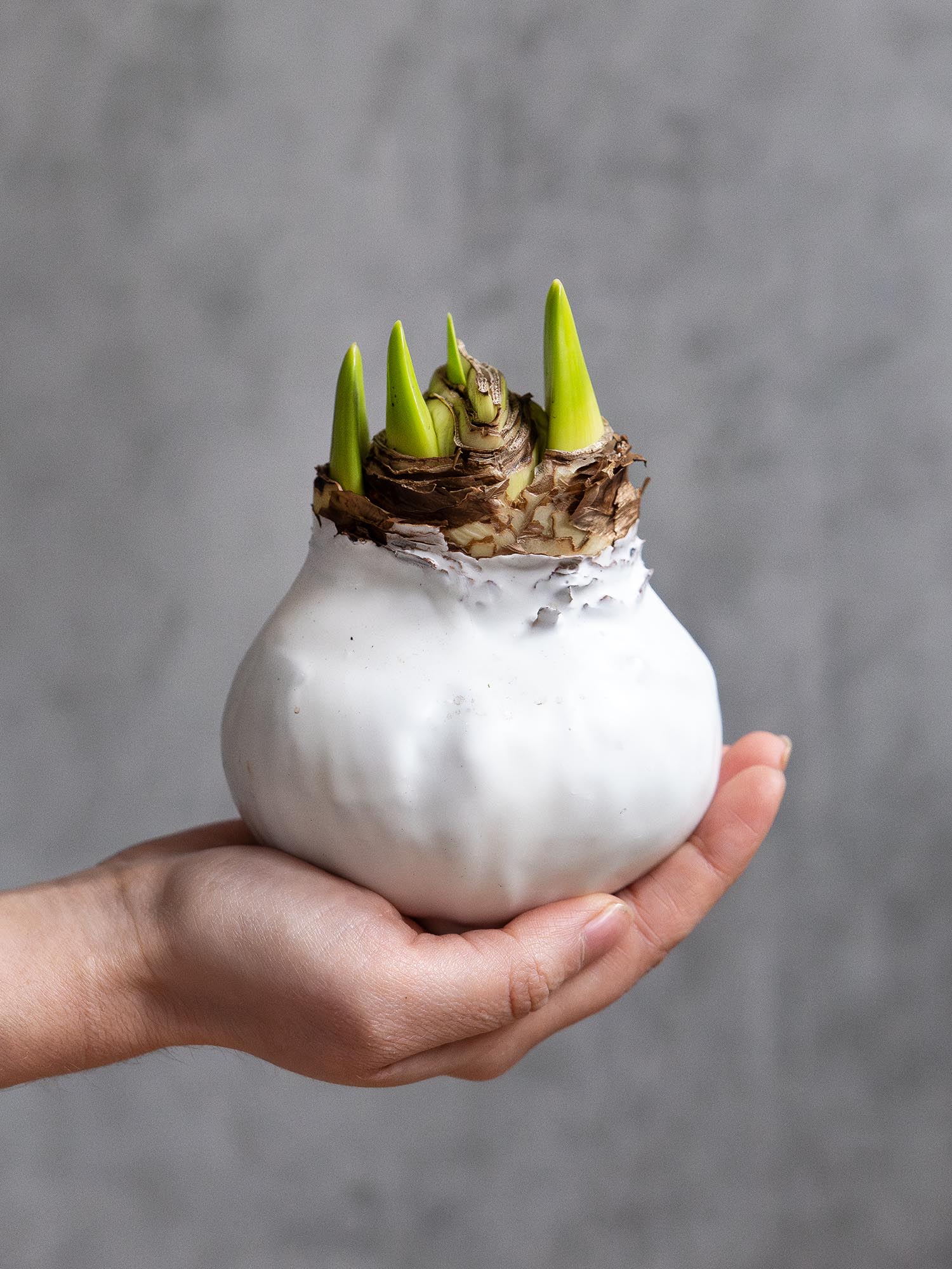blumigo-amaryllis-gewachste-knolle-wei image 4