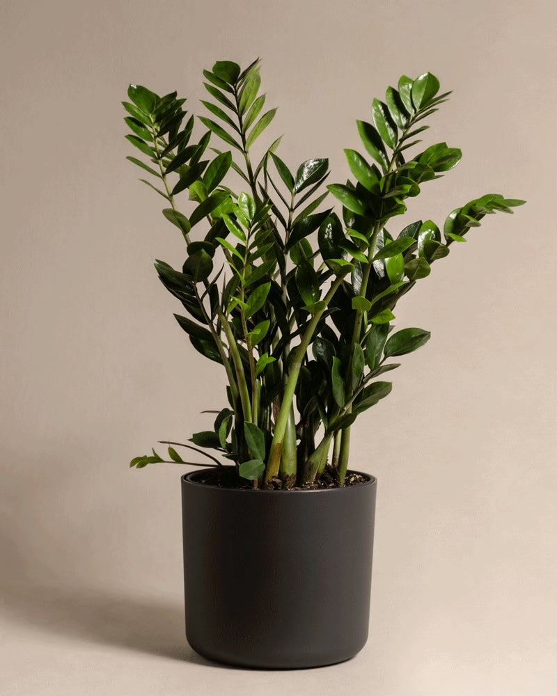 feey-lumi-kunststoff-topf-25cm-blumentopf-wei-zum-umtopfen image 5