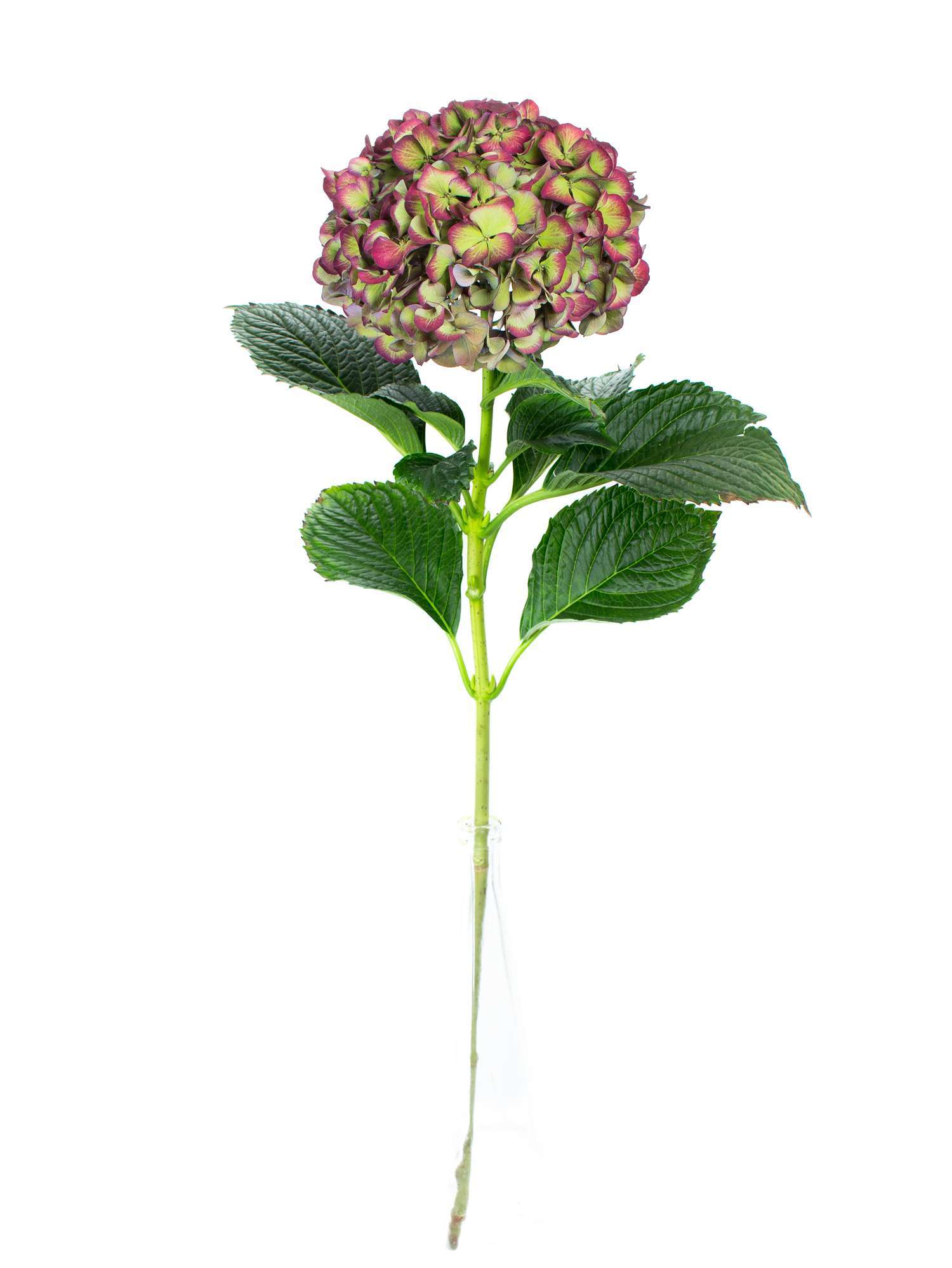 blumigo-hortensien-glowing-alps-classic-hortensie-rot-gr-n image 3