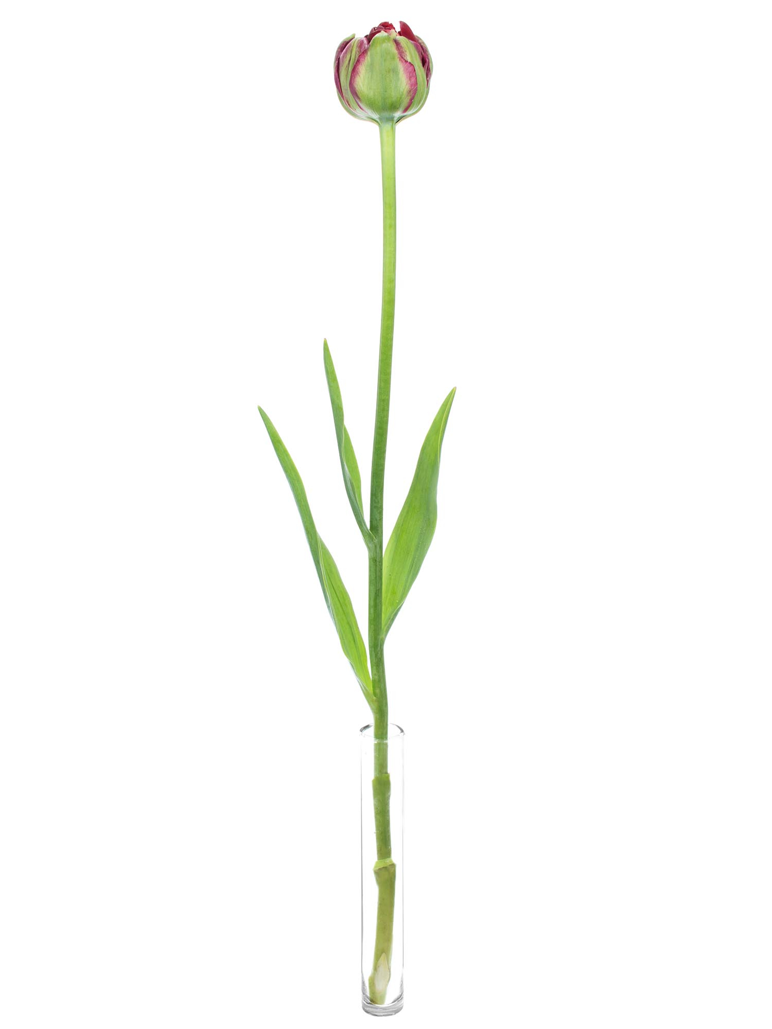 blumigo-tulpen-emblazon-dunkelrot-gef-llt-franz-sisch image 3
