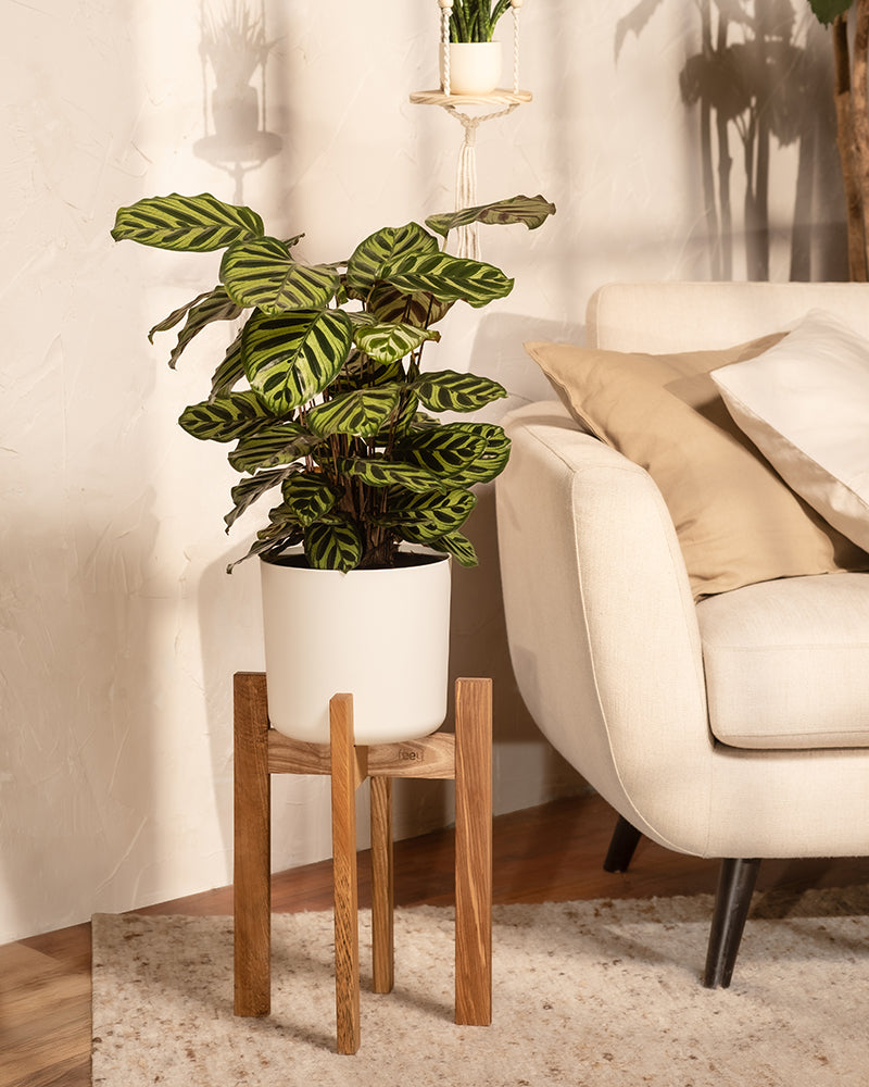 feey-variado-pfauen-korbmarante-calathea-tierfreundlich-gro image 4