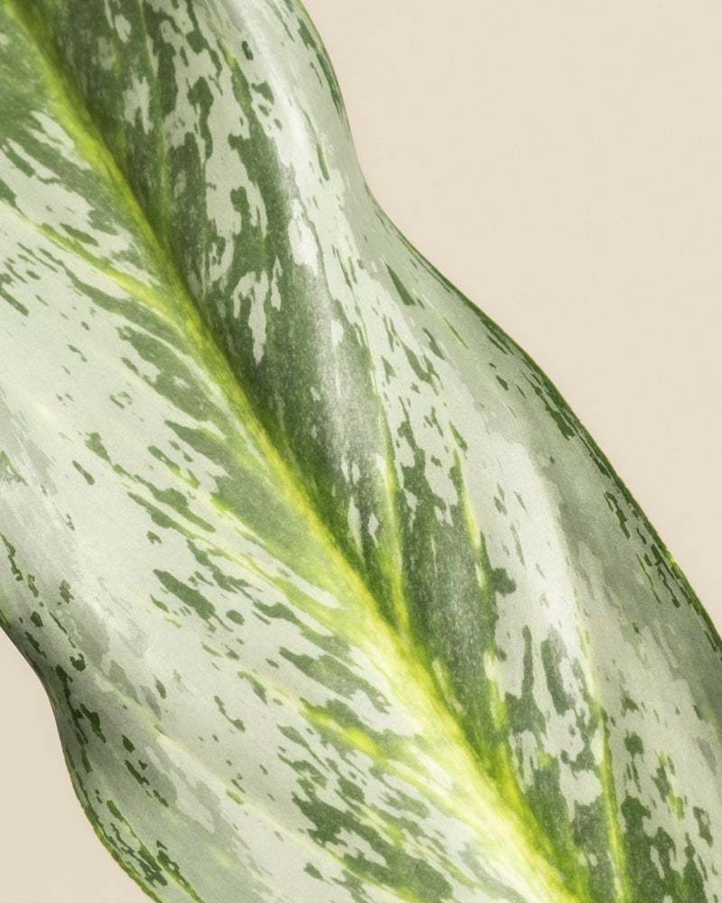 feey-variado-aglaonema-emerald-stone-zimmerpflanze-ohne-bertopf image 2
