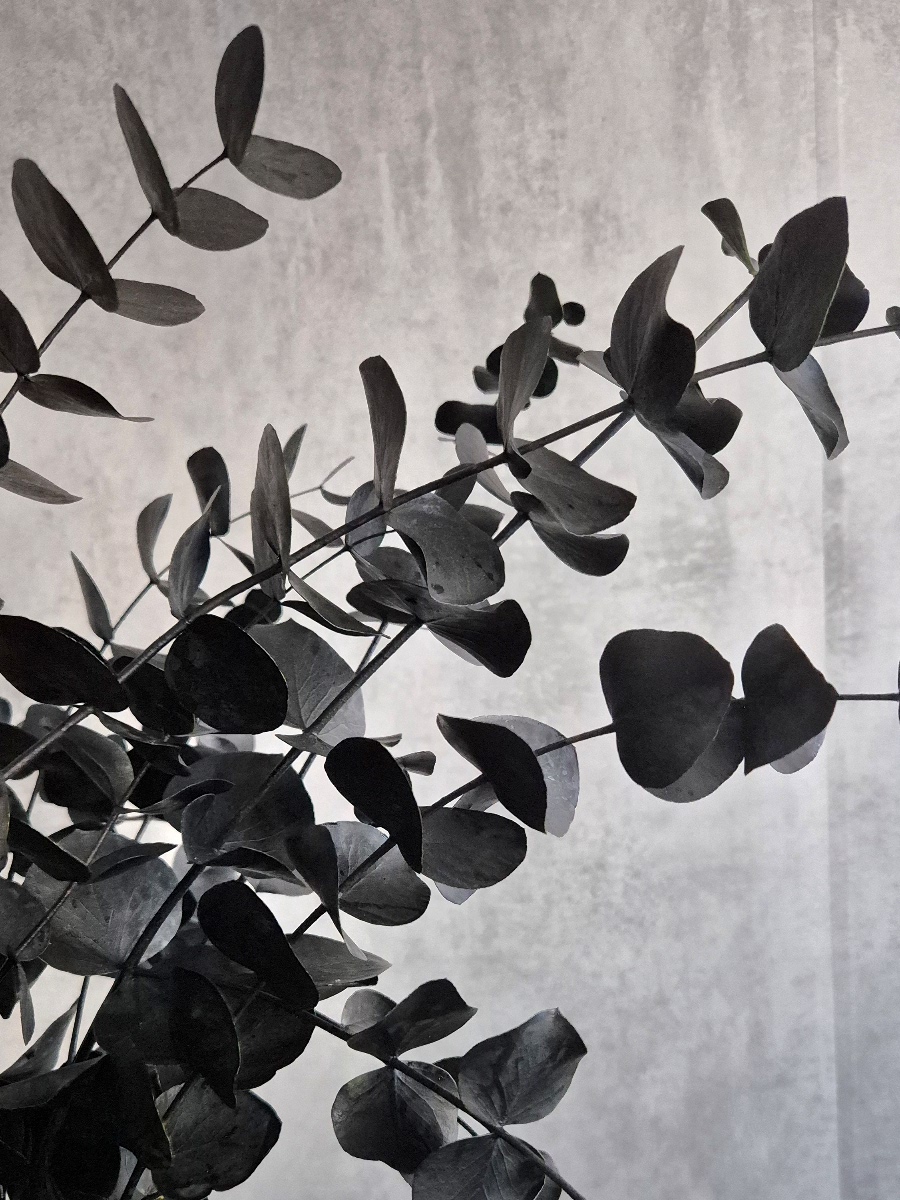 blumigo-eukalyptus-cinerea-trockenzweig-schwarz-painted image 1