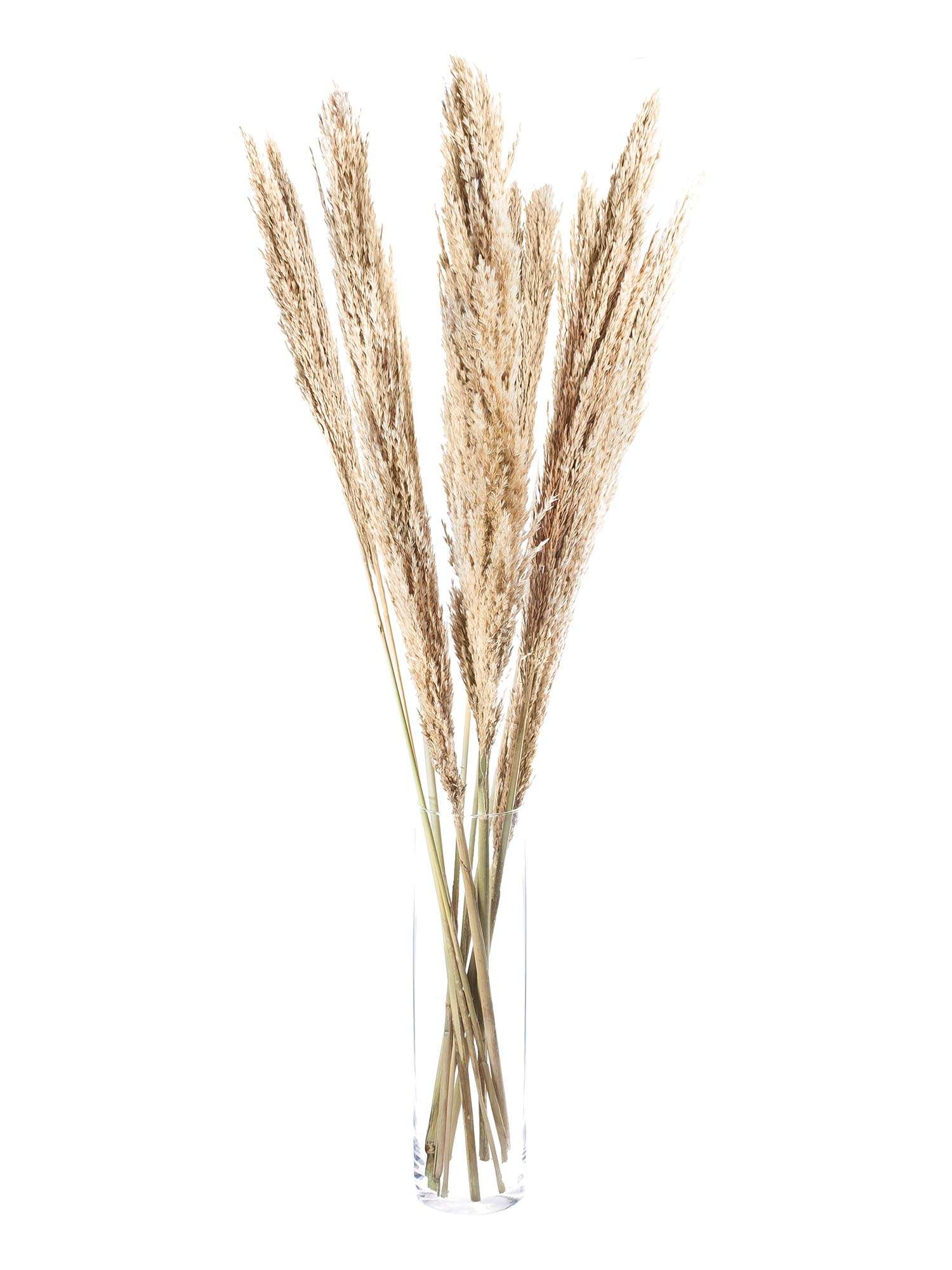 blumigo-trockenblumen-arundo-donax-trockenblume-natur-braun image 2