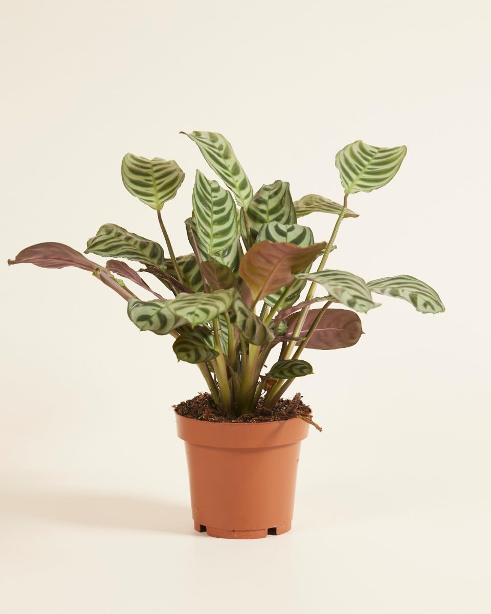 plnts-rareplnts-ctenanthe-burle-marxii-zimmerpflanze-30-cm-blattschmuck image 2