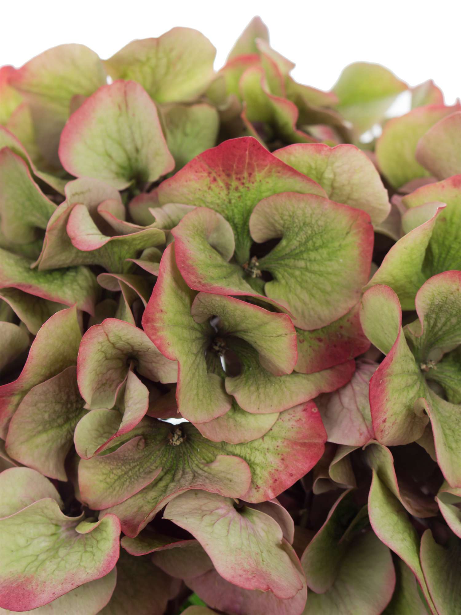 blumigo-hortensien-sibilla-classic-schnittblume-rot-gr-n image 3