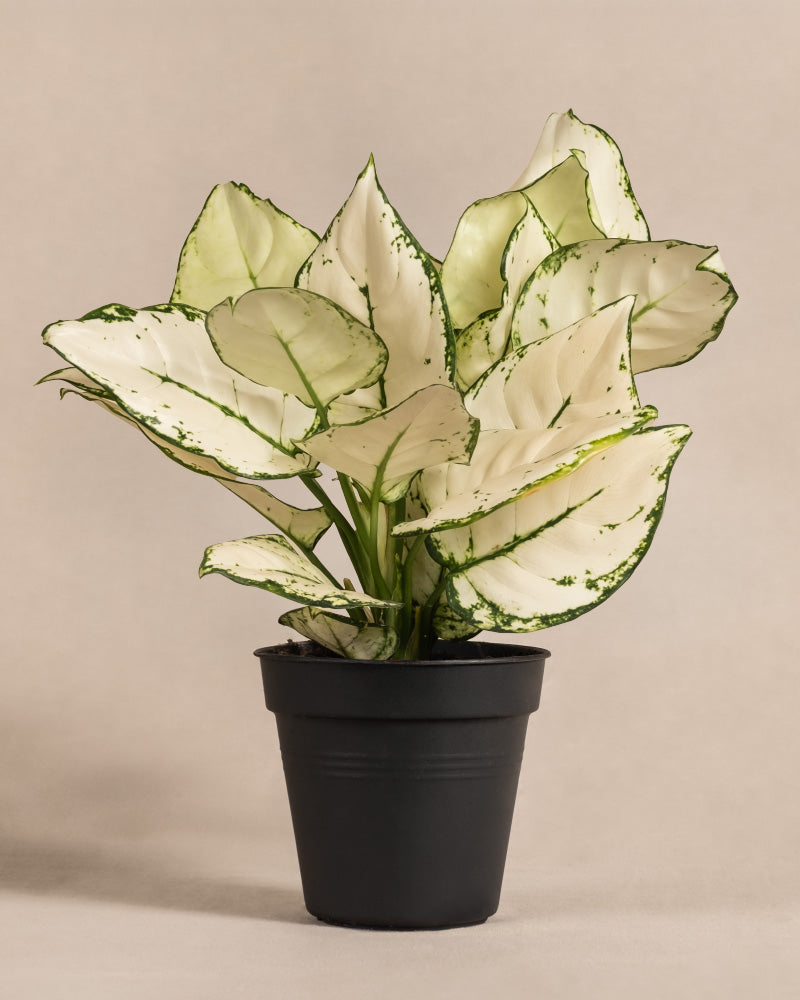 feey-variado-aglaonema-kiwi-zimmerpflanze-ohne-bertopf image 3