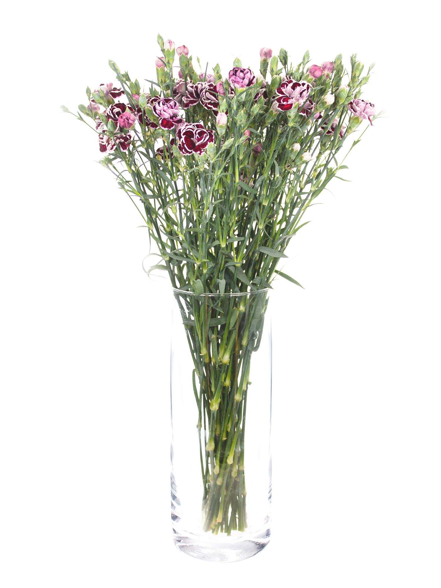 blumigo-nelken-black-jack-schnittblume-violett-schwarz image 2