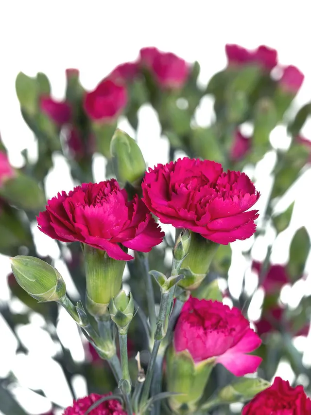 blumigo-nelken-pigeon-verzweigte-nelke-pink-frisch image 1