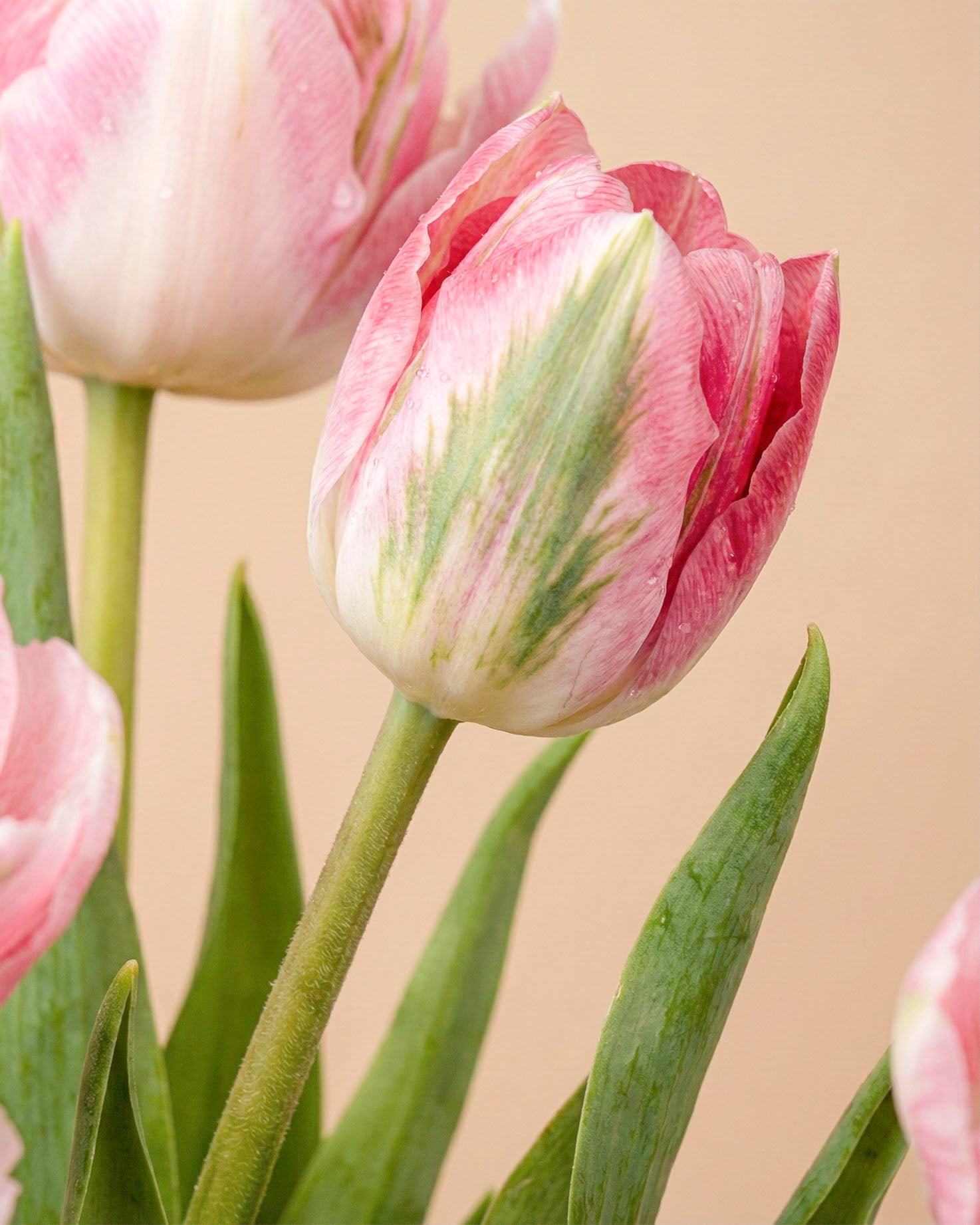 feey-rilio-tulpen-liebesgedicht-rosa-10-st-ck-frisch image 7