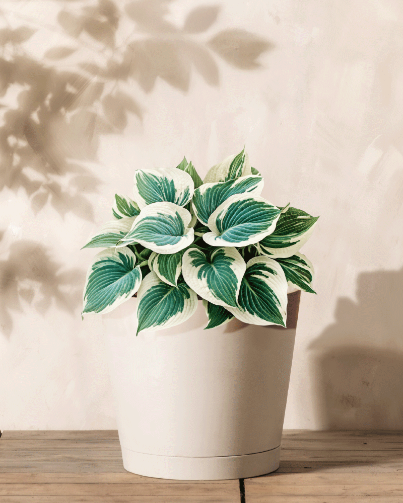 feey-amsterdam-hosta-blau-beige-2-stk-rhizome image 4