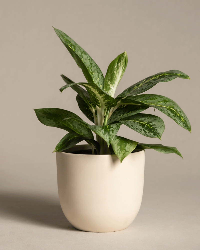 feey-variado-aglaonema-lemon-mint-zimmerpflanze-o-bertopf image 6