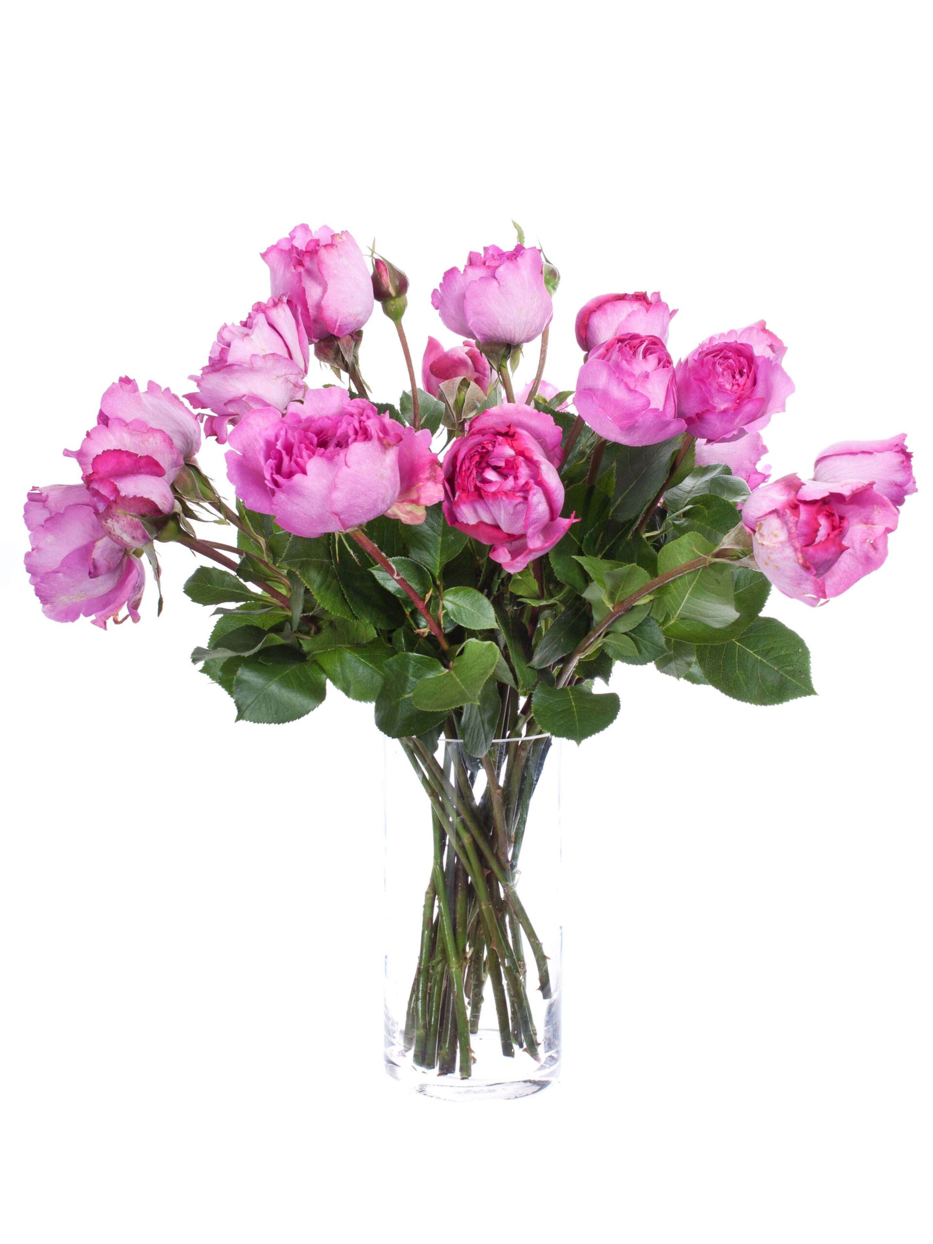 blumigo-rosen-ives-piaget-duftrosen-pink image 2