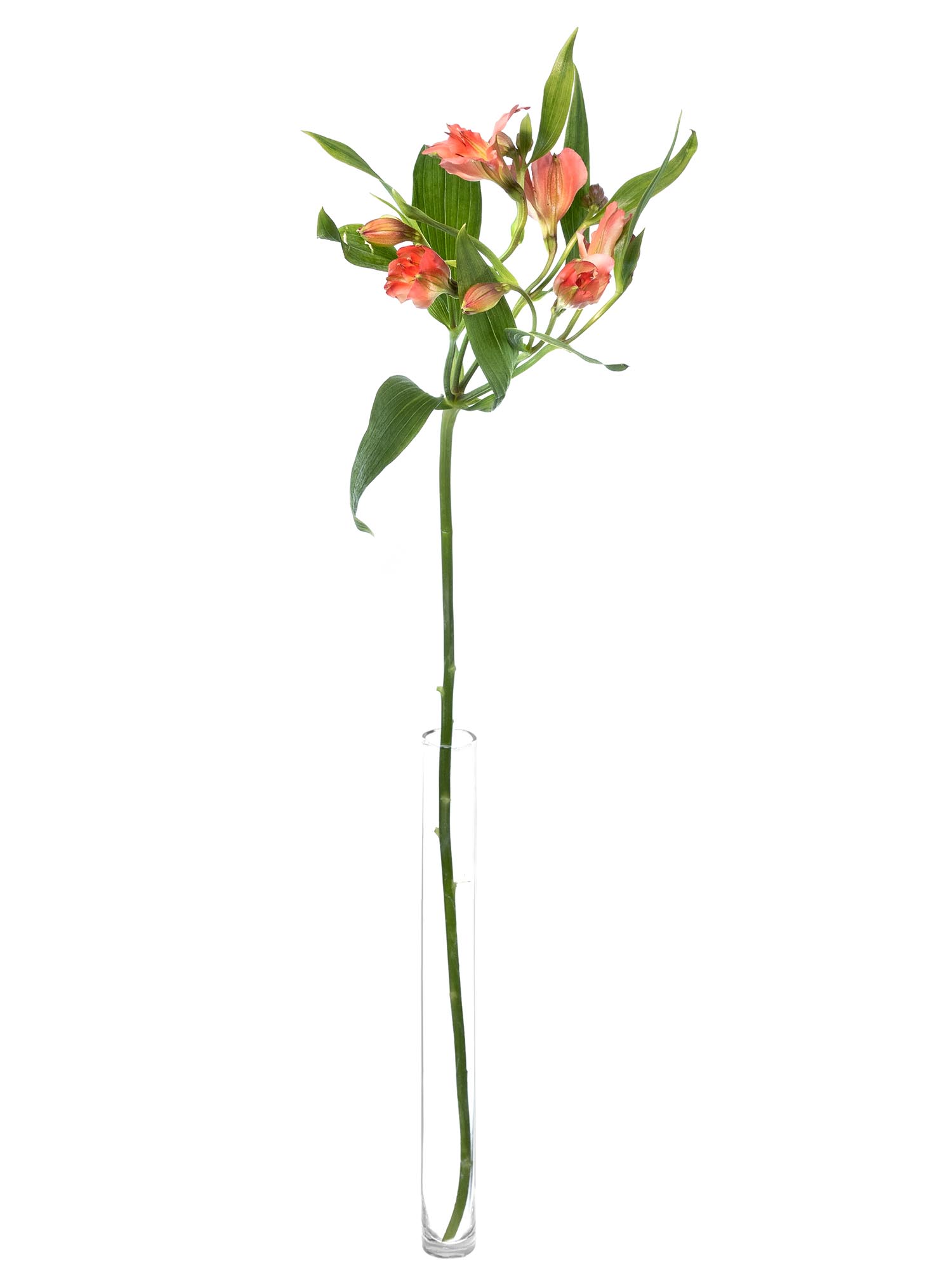 blumigo-alstromerien-florinca-giovanna-apricot-rosa-stiel image 3