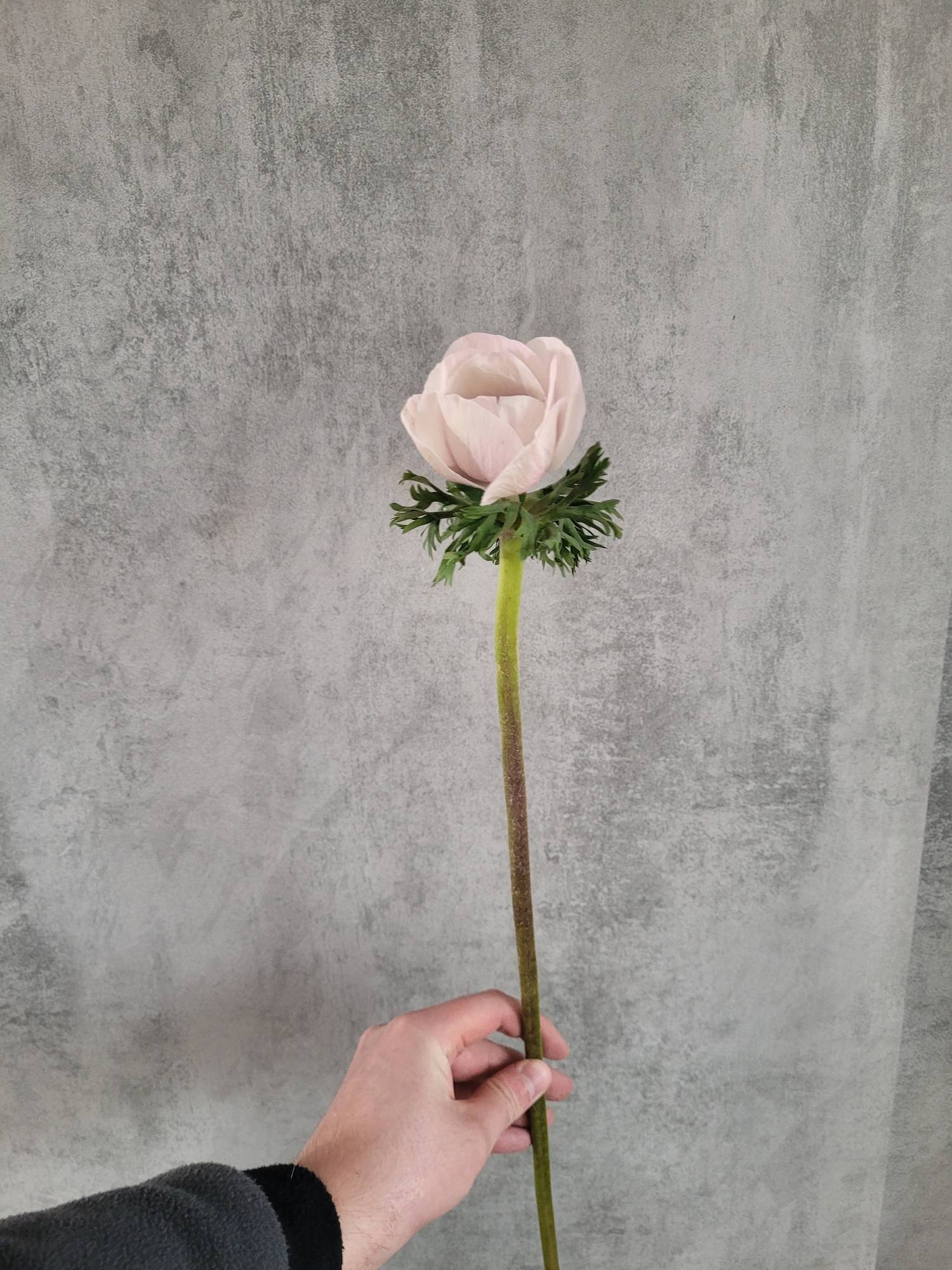 blumigo-anemonen-xl-mistral-powder-light-pink-schnittblume-rosa image 3