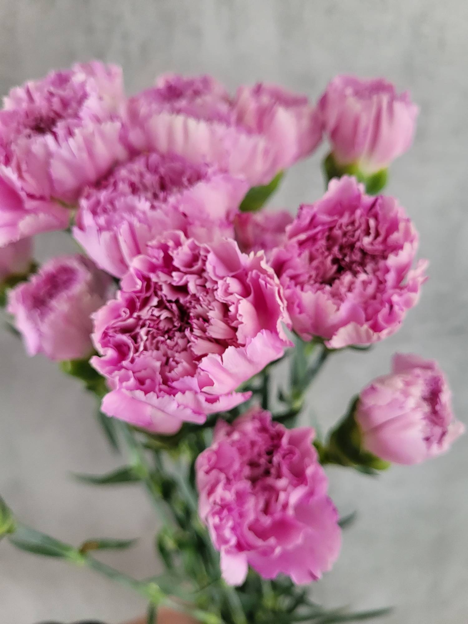 blumigo-edelnelken-yucari-pink-rosa-schnittblume image 1