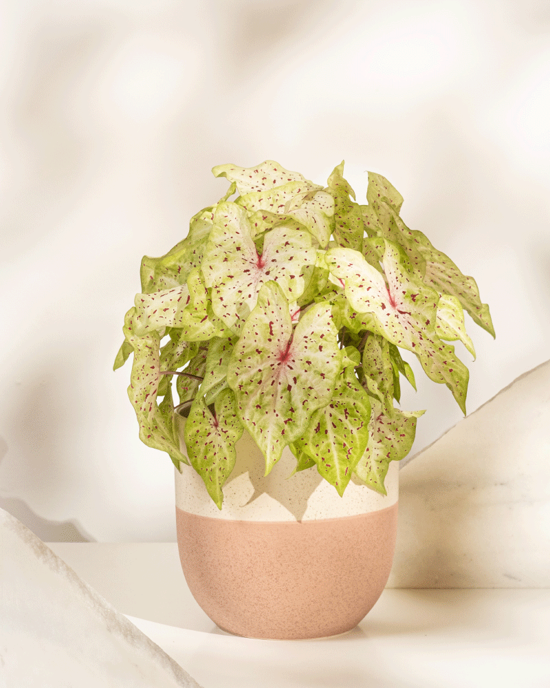feey-caladium-miss-muffet-zimmerpflanze-ohne-bertopf-bunt image 5