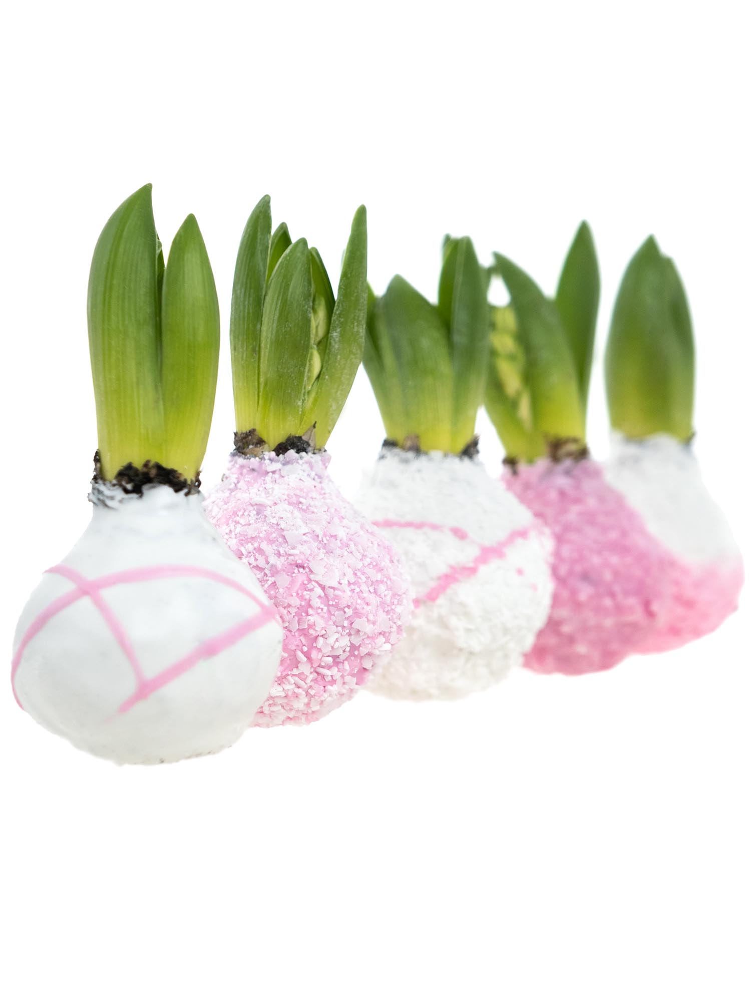blumigo-fr-hlingsknollen-hyazinthenknollen-farbmix-rosa image 1