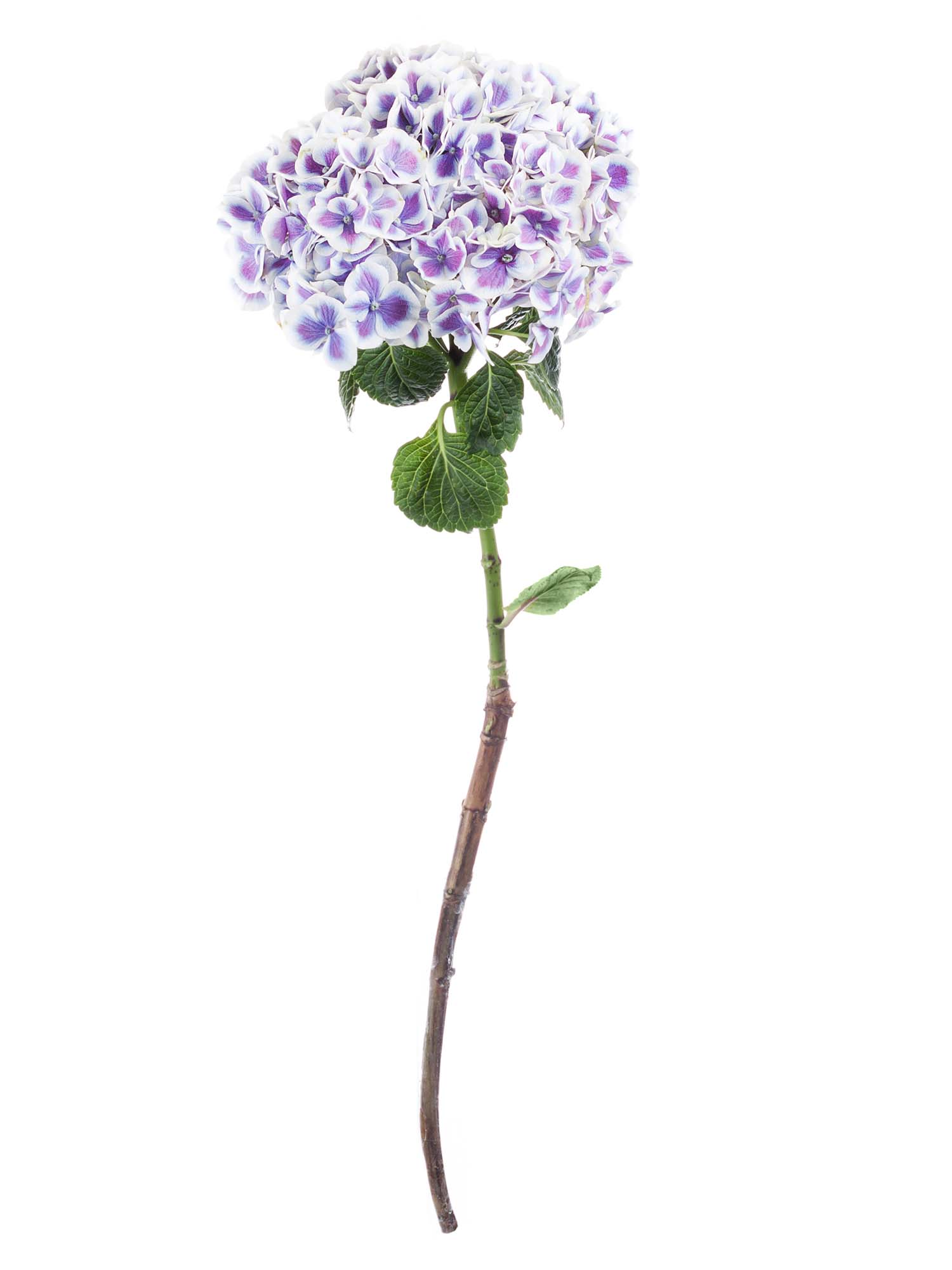 blumigo-hortensien-beauty-dali-schnittblume-violett-wei image 3