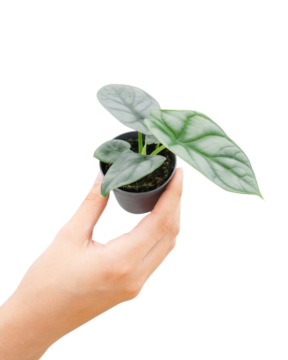 plnts-babyplnts-baby-alocasia-silver-dragon-zimmerpflanze-10cm image 7