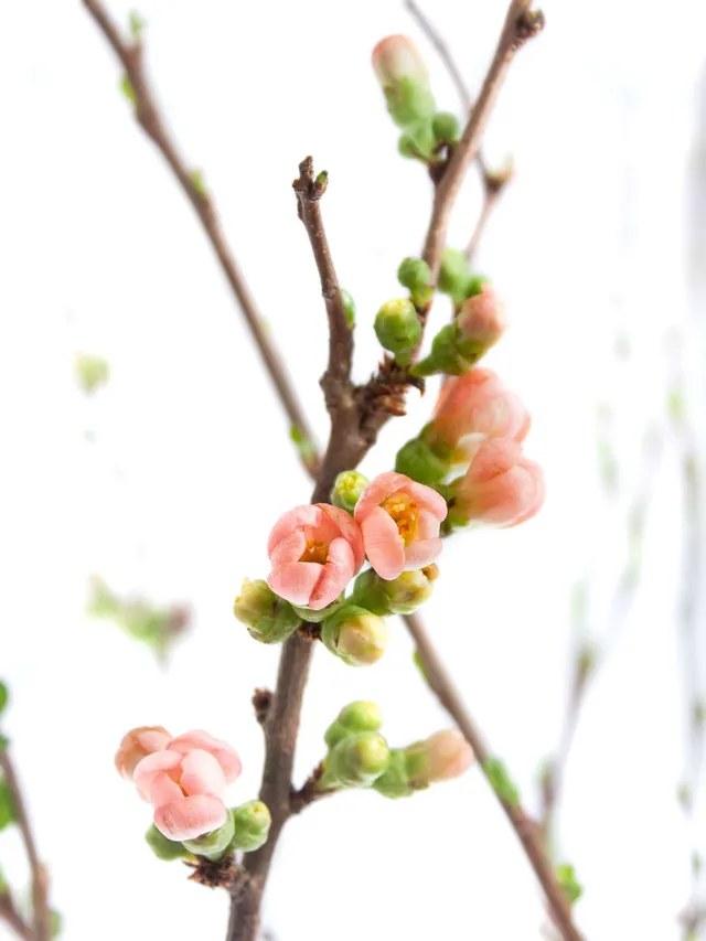 blumigo-zweige-chaenomeles-superbra-quittenzweige-apricot image 1